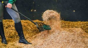 Chopped straw bedding being thrown up with a fork