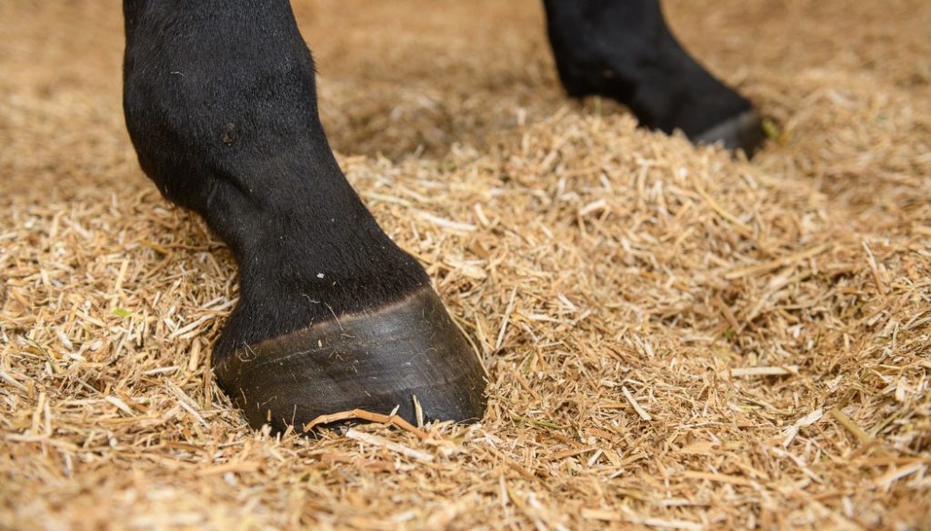 Horses hooves in fluffy straw bedding