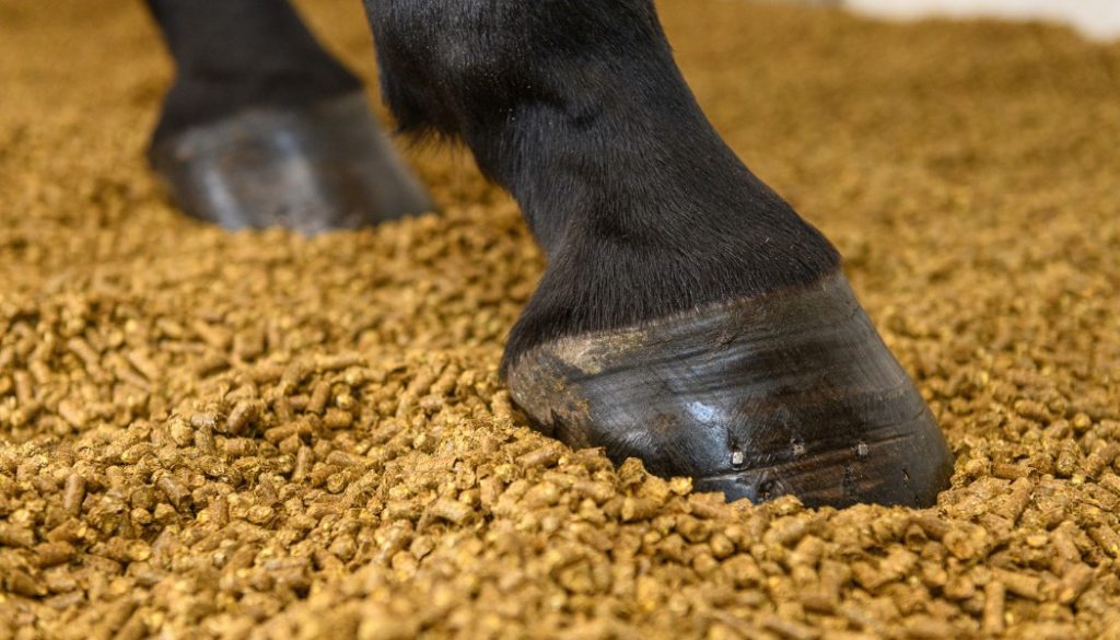 Horses hooves on Sun-e-bed soft straw pellet bedding