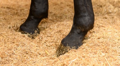 Horses hooves in soft fluffy chopped straw bedding