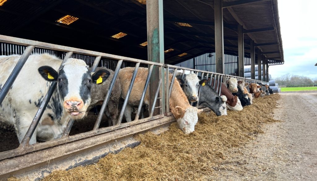 Beef cattle 2