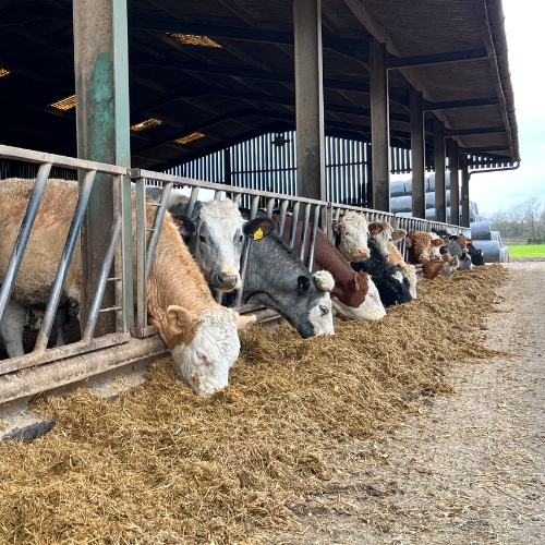 Cattle feeding