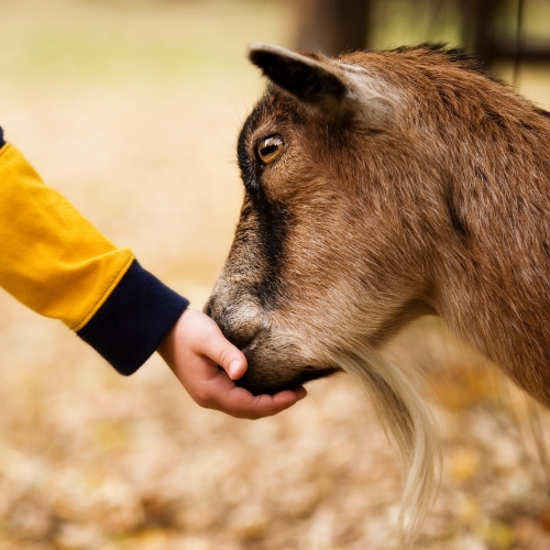 Close up of child's hand feeding a goat