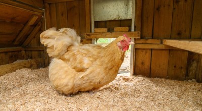 Poultry bedding media card