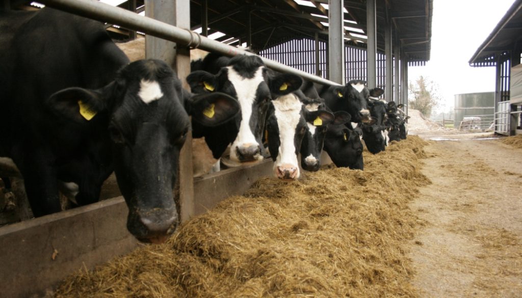 dairy cows eating