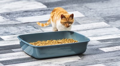 Ginger cat approaching a litter tray