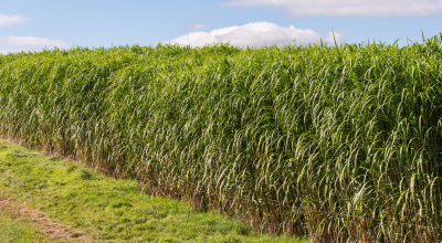 Miscanthus crop