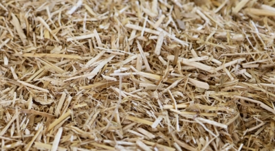 close up of chopped miscanthus straw