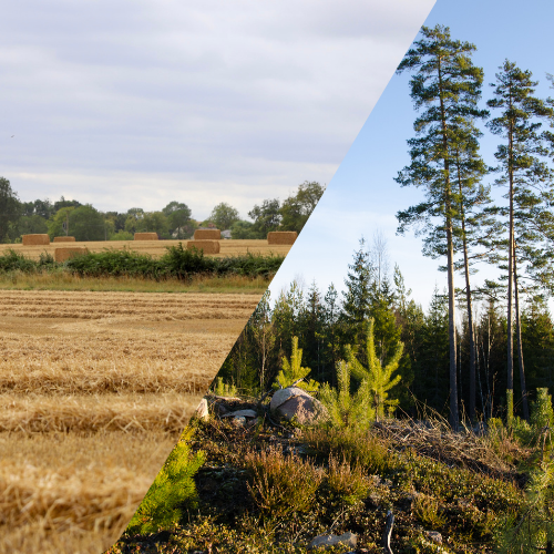 two images, one showing straw bales in a field, the other showing pine trees that have partly been harvested