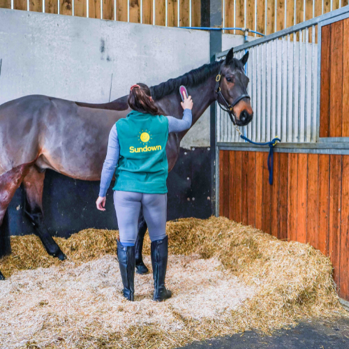 A horse in a stable, being brushed by a groom wearing a green Sundown-branded jacket