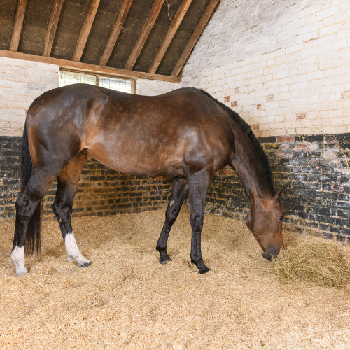 a dark brown horse in a stable with straw bedding, eating a pile of hay