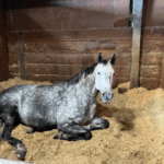 A grey horse lying down in a stable on a bed of Sundown Green chopped straw bedding