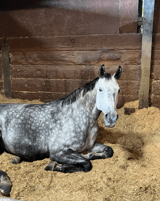 A grey horse lying down in a stable on a bed of Sundown Green chopped straw bedding