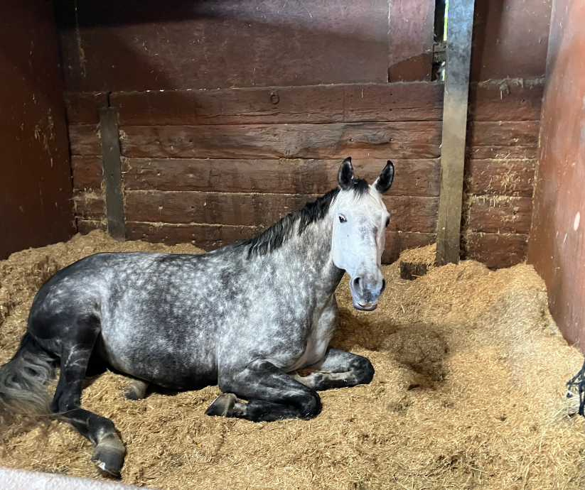 a dapple grey horse lying down on a bed of Sundown Green chopped straw bedding