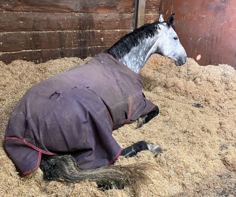 A grey horse wearing a rug, lying down on a Sundown Green chopped straw bed in a stable
