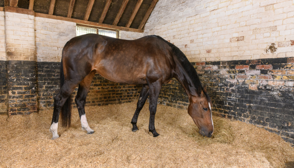 a dark brown horse in a stable with chopped straw bedding, eating a small pile of hay