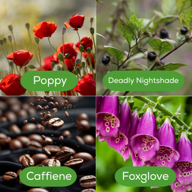 A grid of 4 photos showing poppy, deadly nightshade, coffee and foxglove