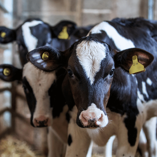 black and white calves looking at the camera